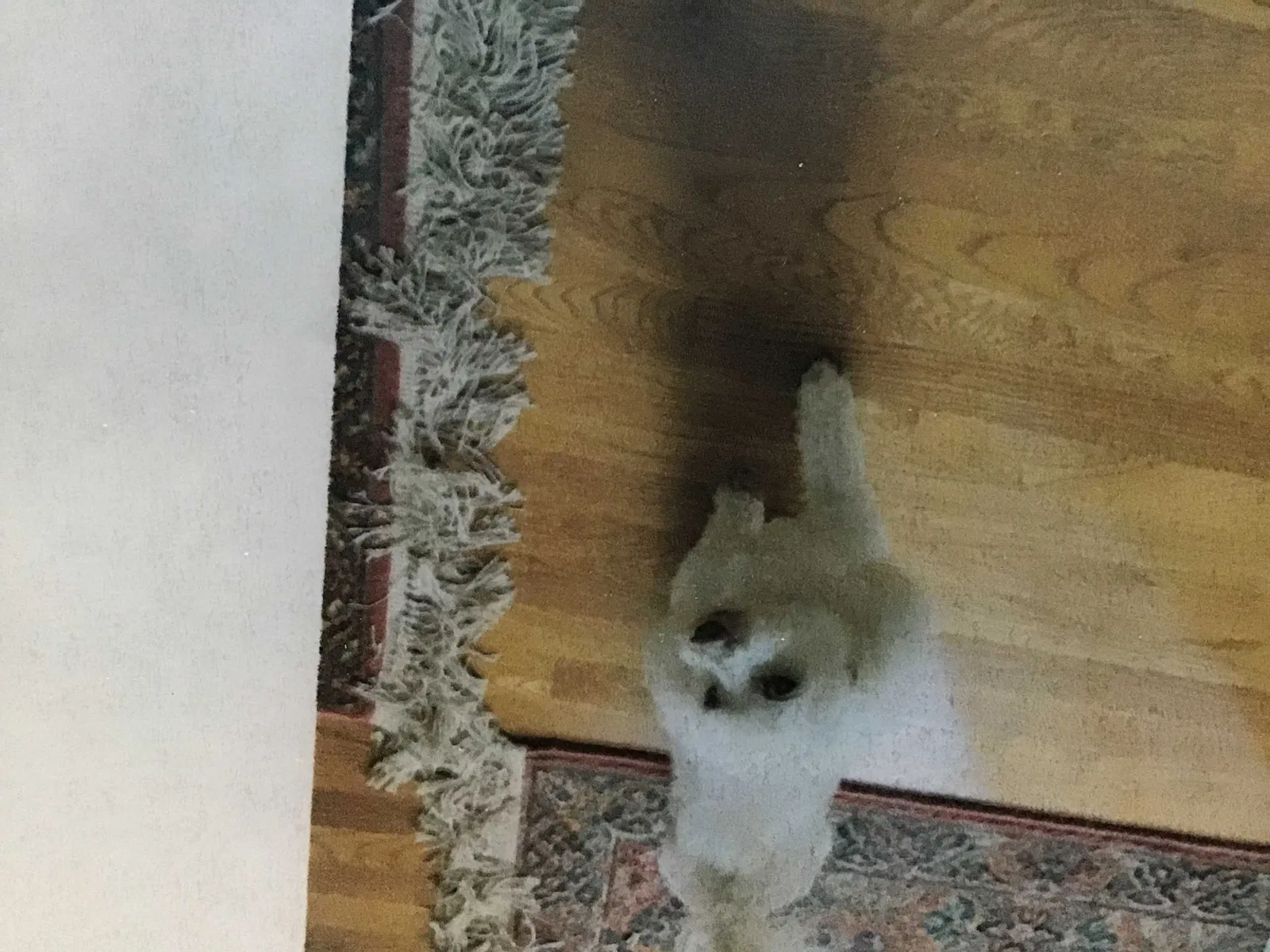 Lost dog in Petersburg, VA, 23805
