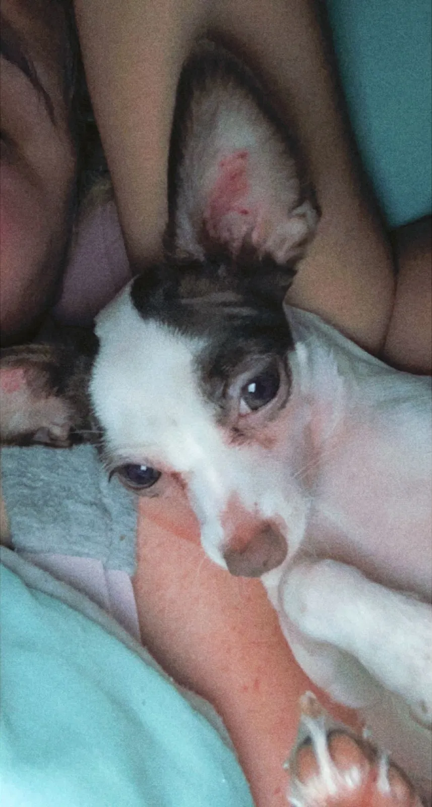 Lost dog in Las Vegas, NV, 89108