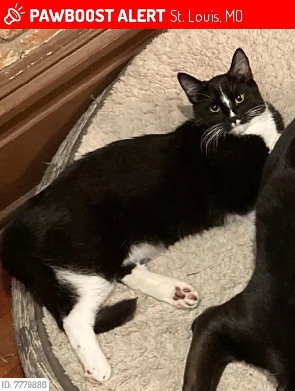 Lost cat in Saint Louis, MO, 63111