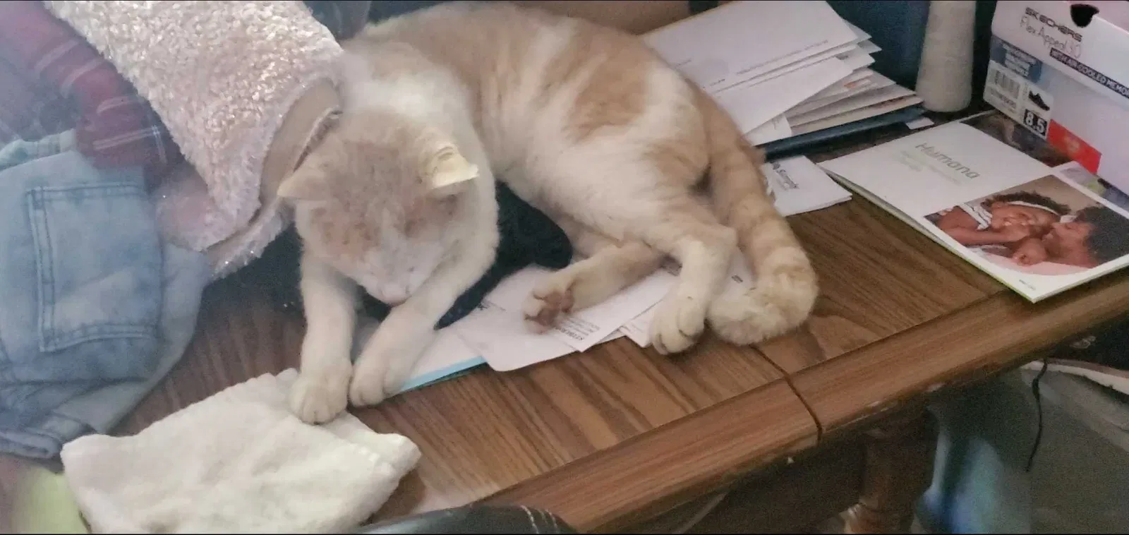 Lost cat in Pompano Beach, FL, 33068