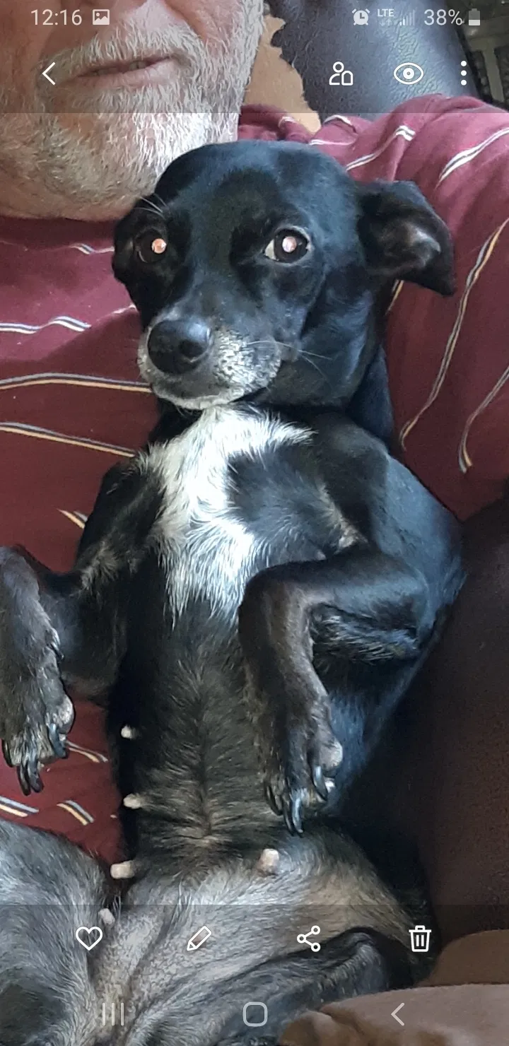 Lost dog in Clute, TX, 77531