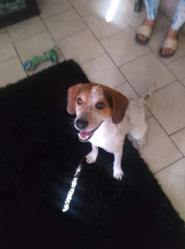 Lost dog in Las Vegas, NV, 89102