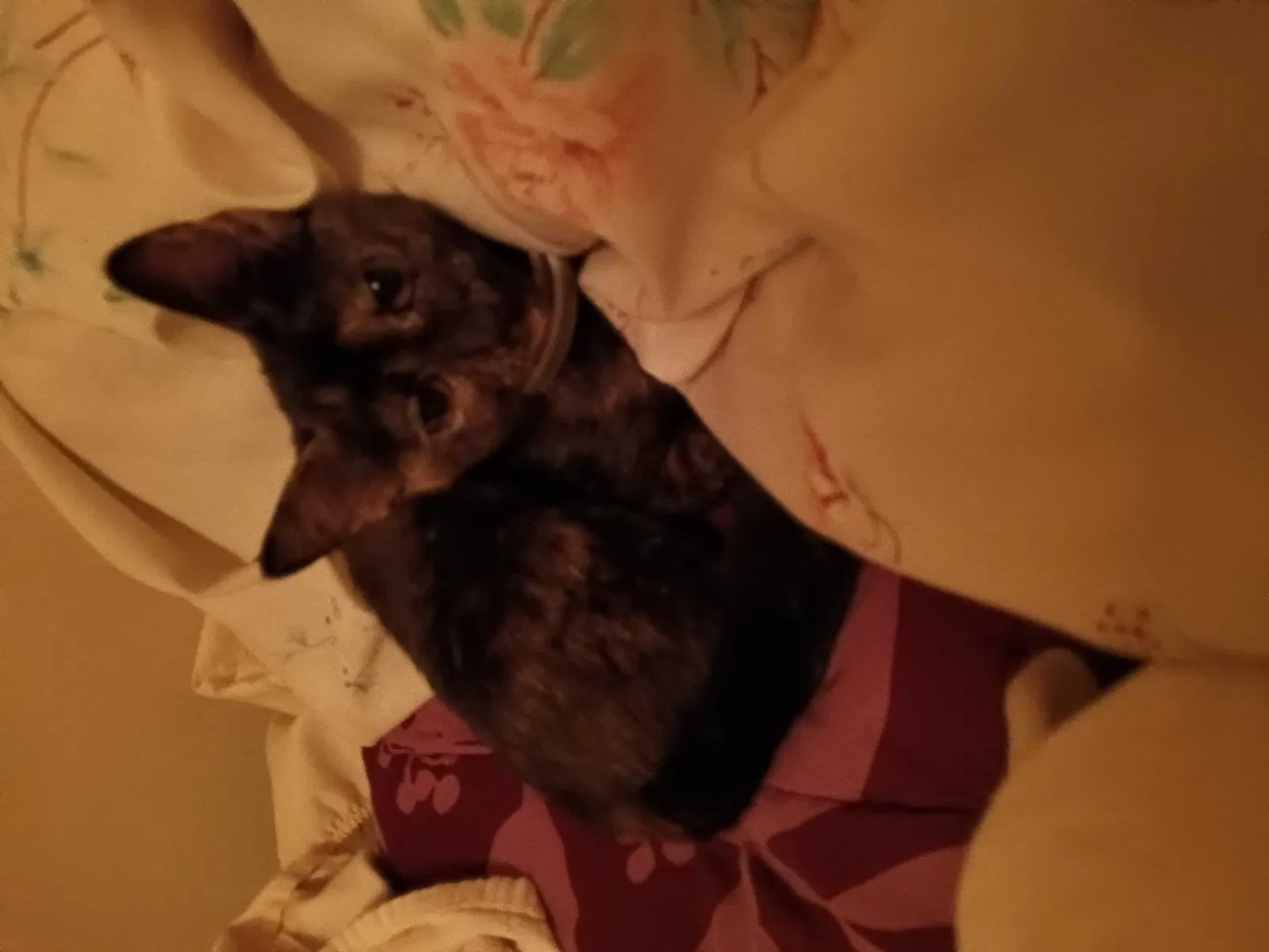 Found cat in Jackson, MS, 39213