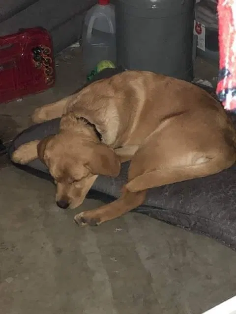 Lost dog in Catskill, NY, 12414