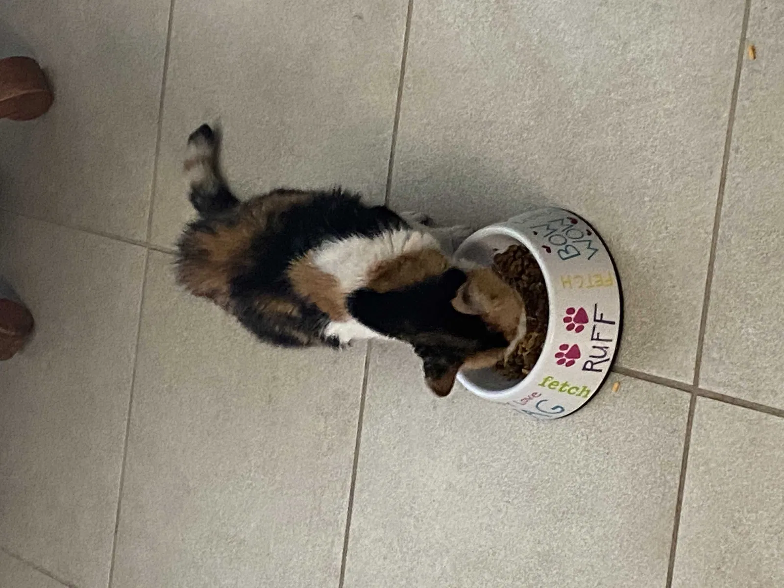 Found cat in Lehigh Acres, FL, 33972