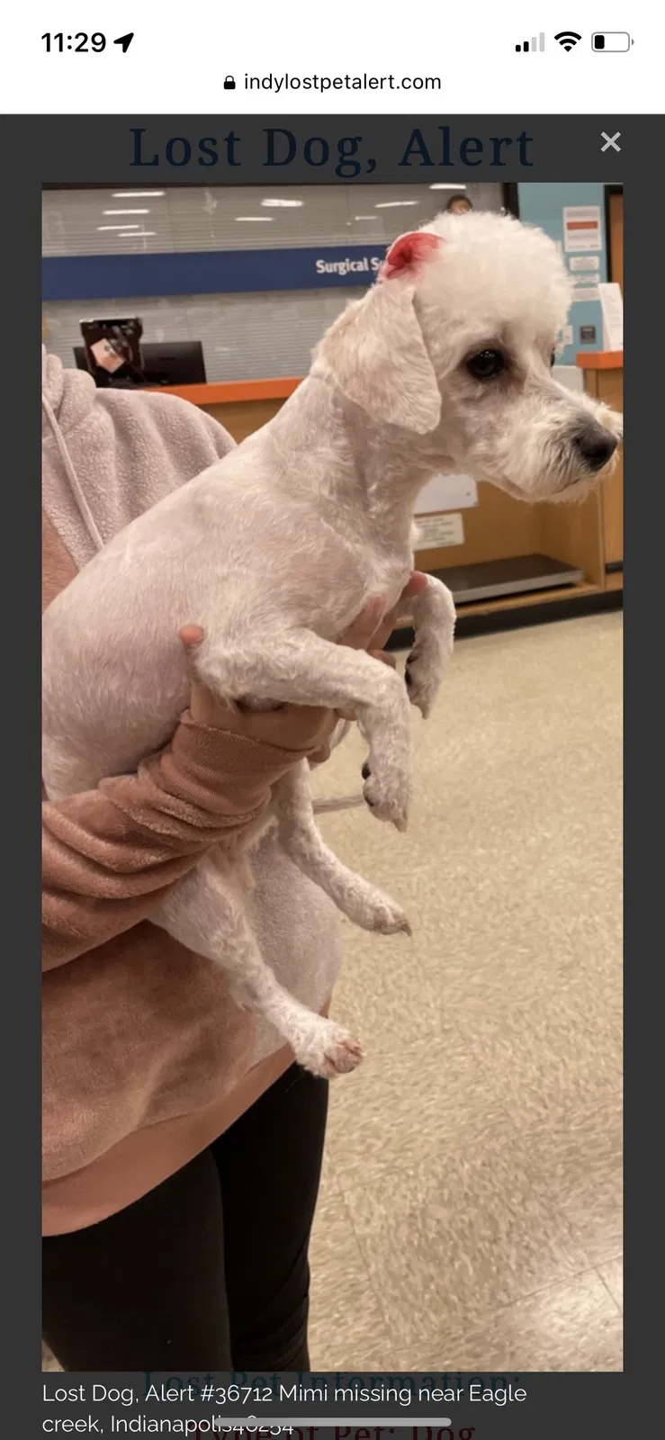 Lost dog in Indianapolis, IN, 46254