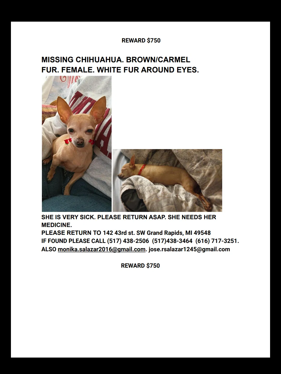 Lost dog in Grand Rapids, MI, 49548