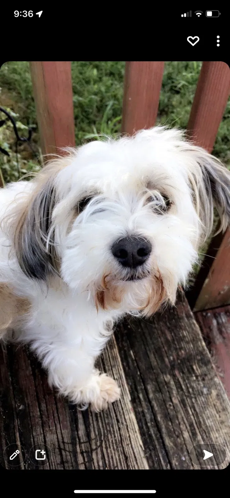 Lost dog in Jasper, GA, 30143