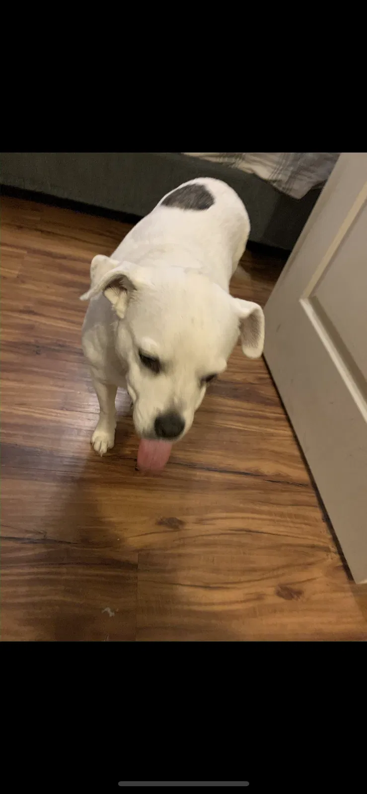 Lost dog in Cantonment, FL, 32533