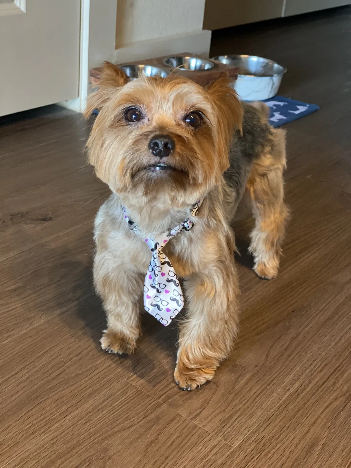 Lost dog in Round Rock, TX, 78665