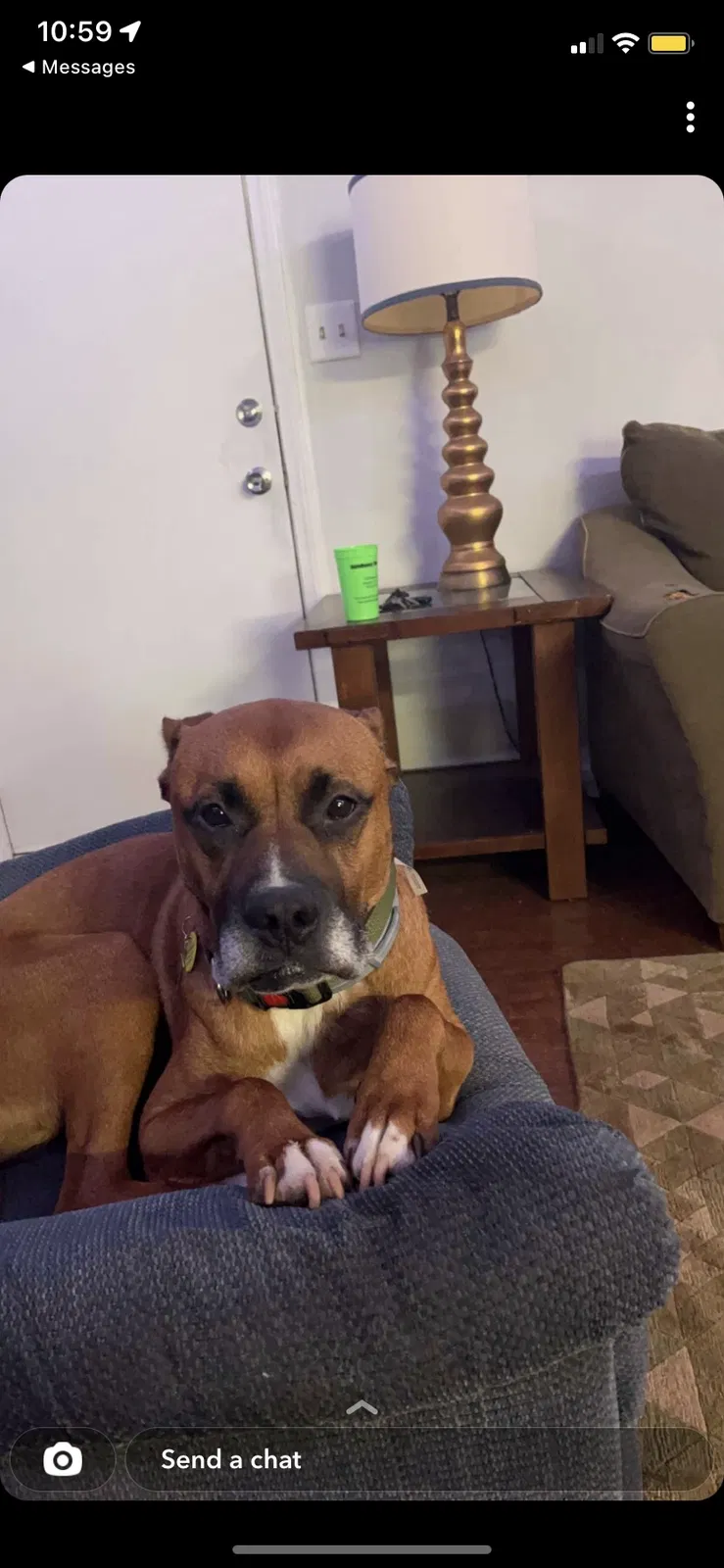 Lost dog in Shelby, NC, 28152