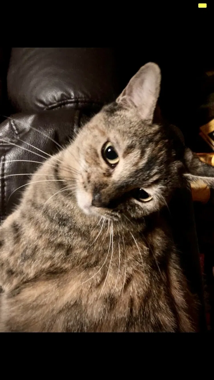 Lost cat in New Orleans, LA, 70123