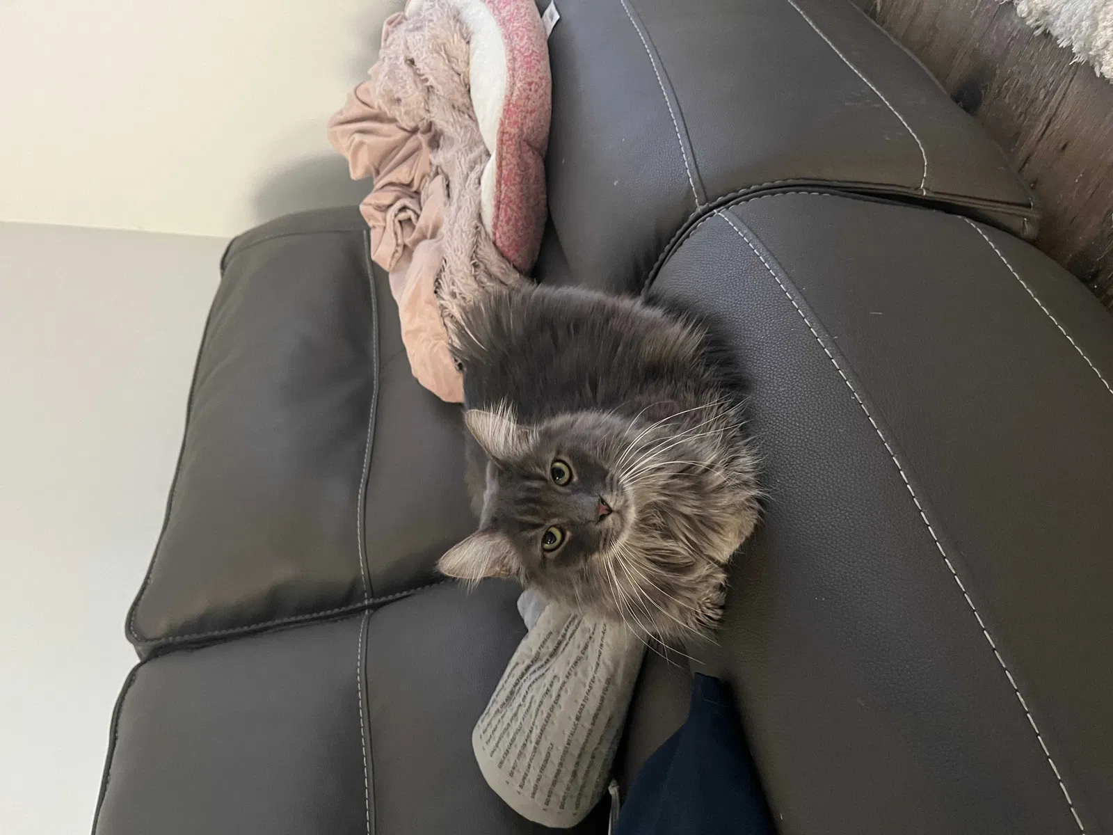 Lost cat in Knoxville, TN, 37931