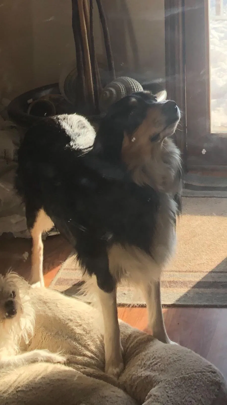 Lost dog in Kaysville, UT, 84037