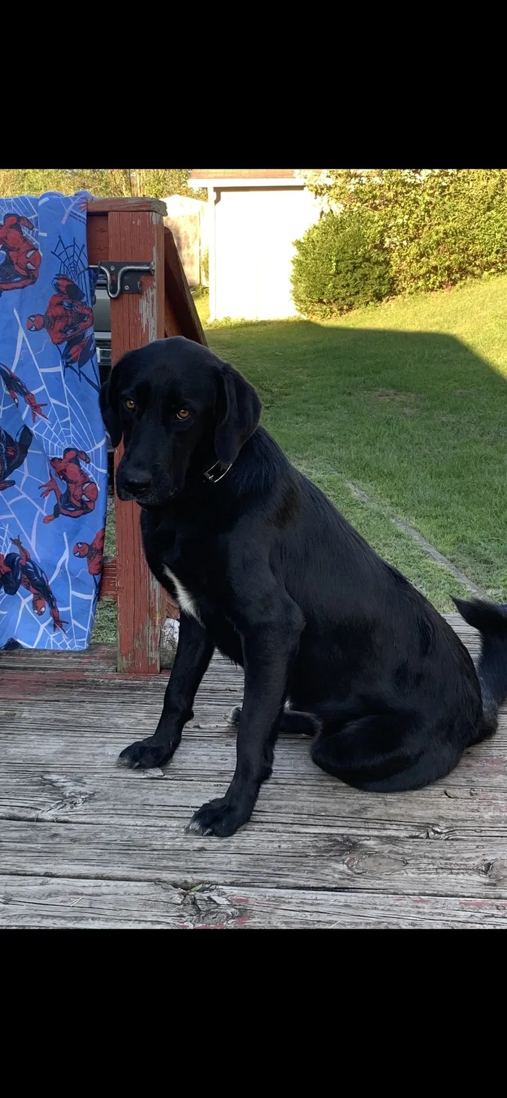 Lost dog in New Tazewell, TN, 37825