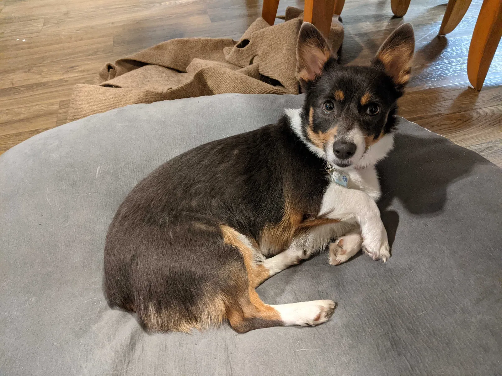 Lost dog in Austin, TX, 78721
