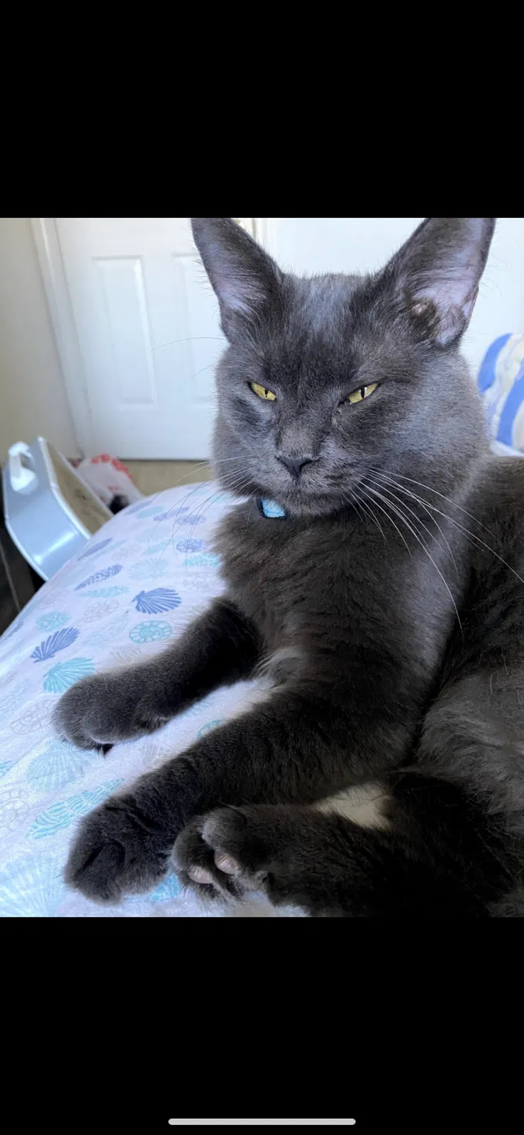 Lost cat in Portsmouth, VA, 23707