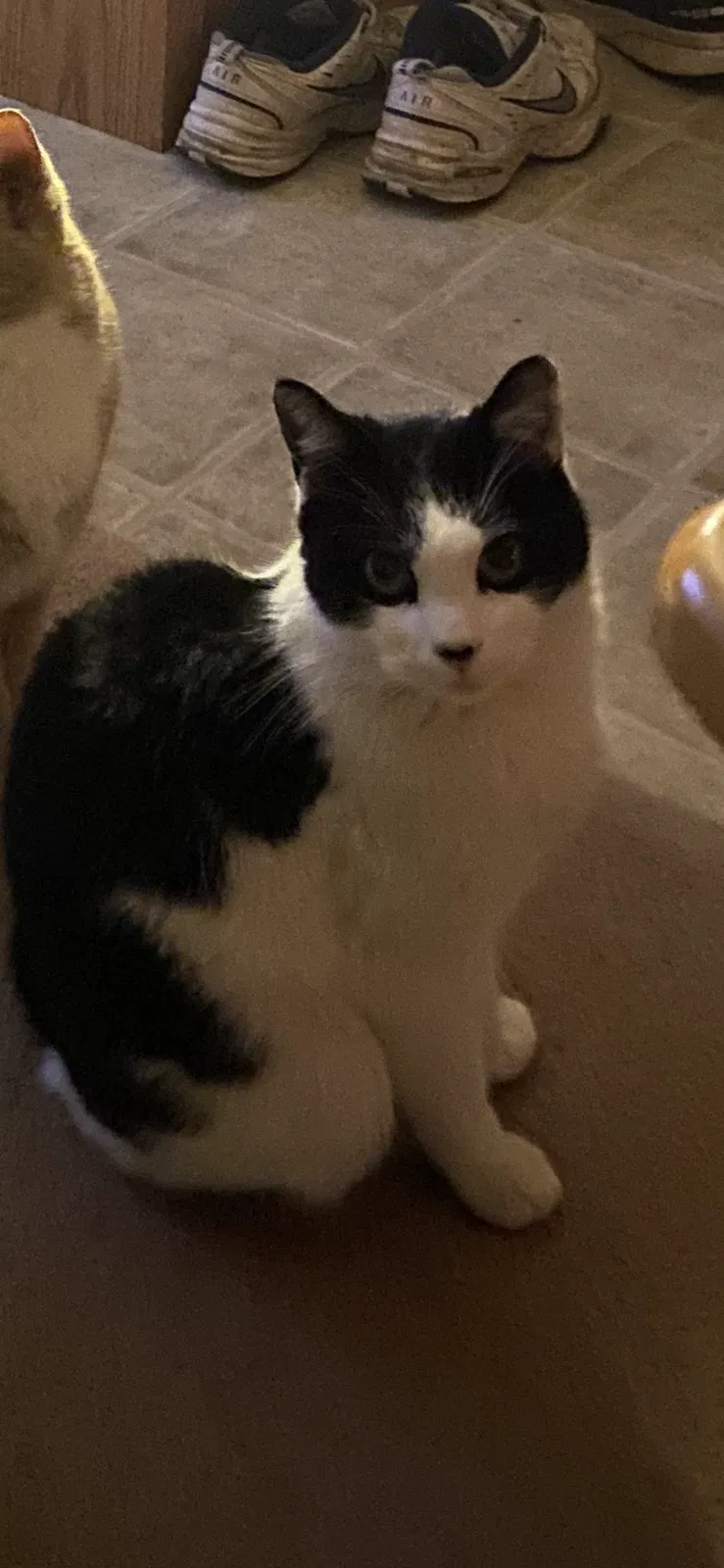 Lost cat in East Sparta, OH, 44626