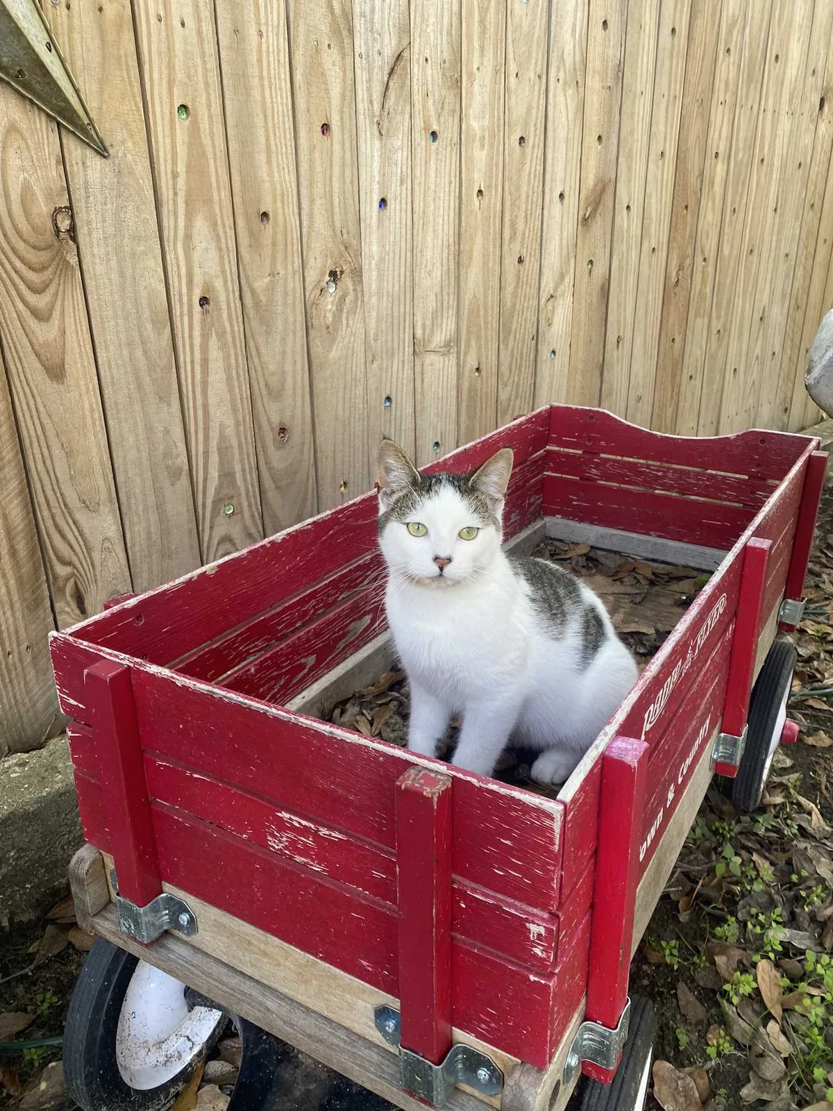 Lost cat in Hearne, TX, 77859
