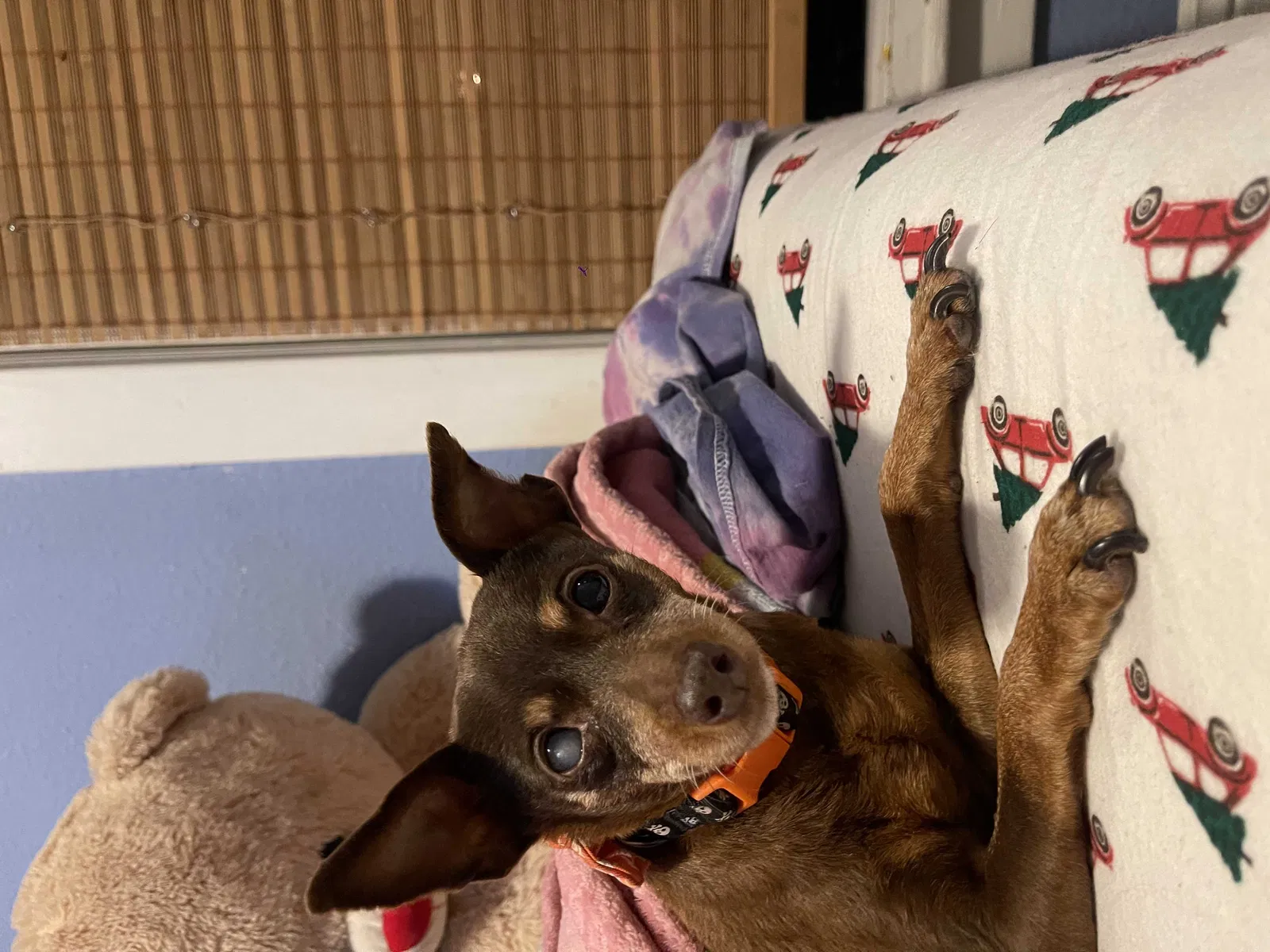 Lost dog in Joliet, IL, 60436