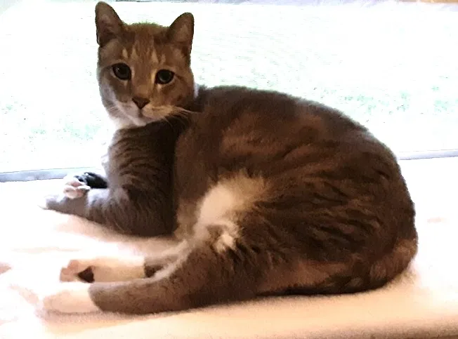 Lost cat in Waxahachie, TX, 75165