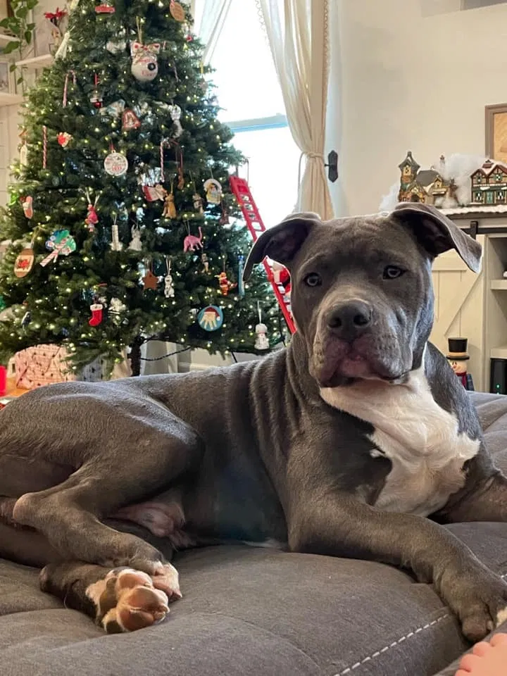 Lost dog in York, SC, 29745