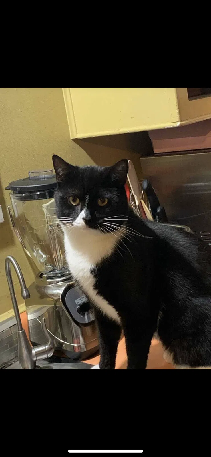 Lost cat in Beaverton, OR, 97007