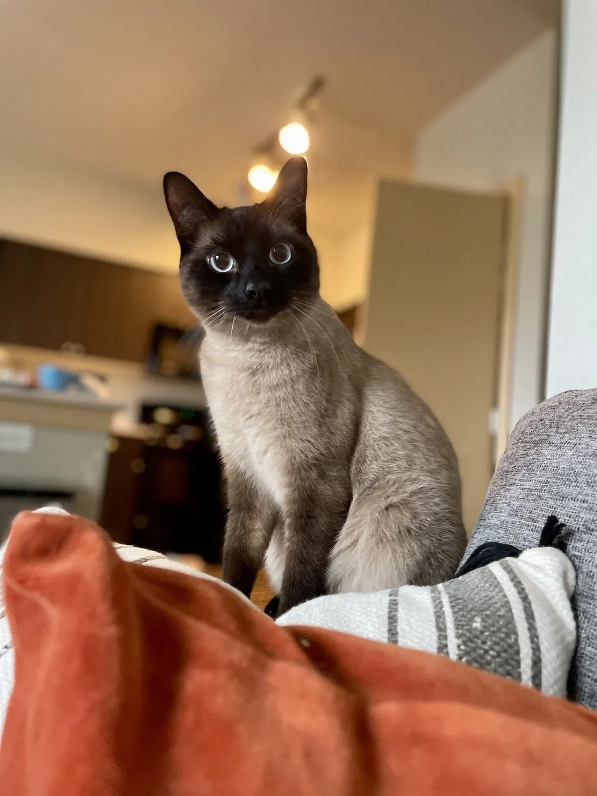 Lost cat in Puyallup, WA, 98371