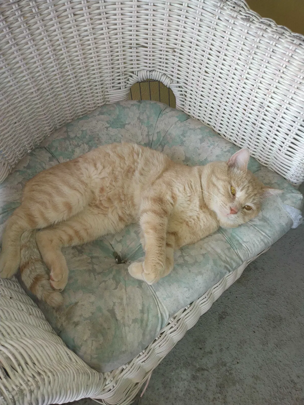 Lost cat in Saint Petersburg, FL, 33710