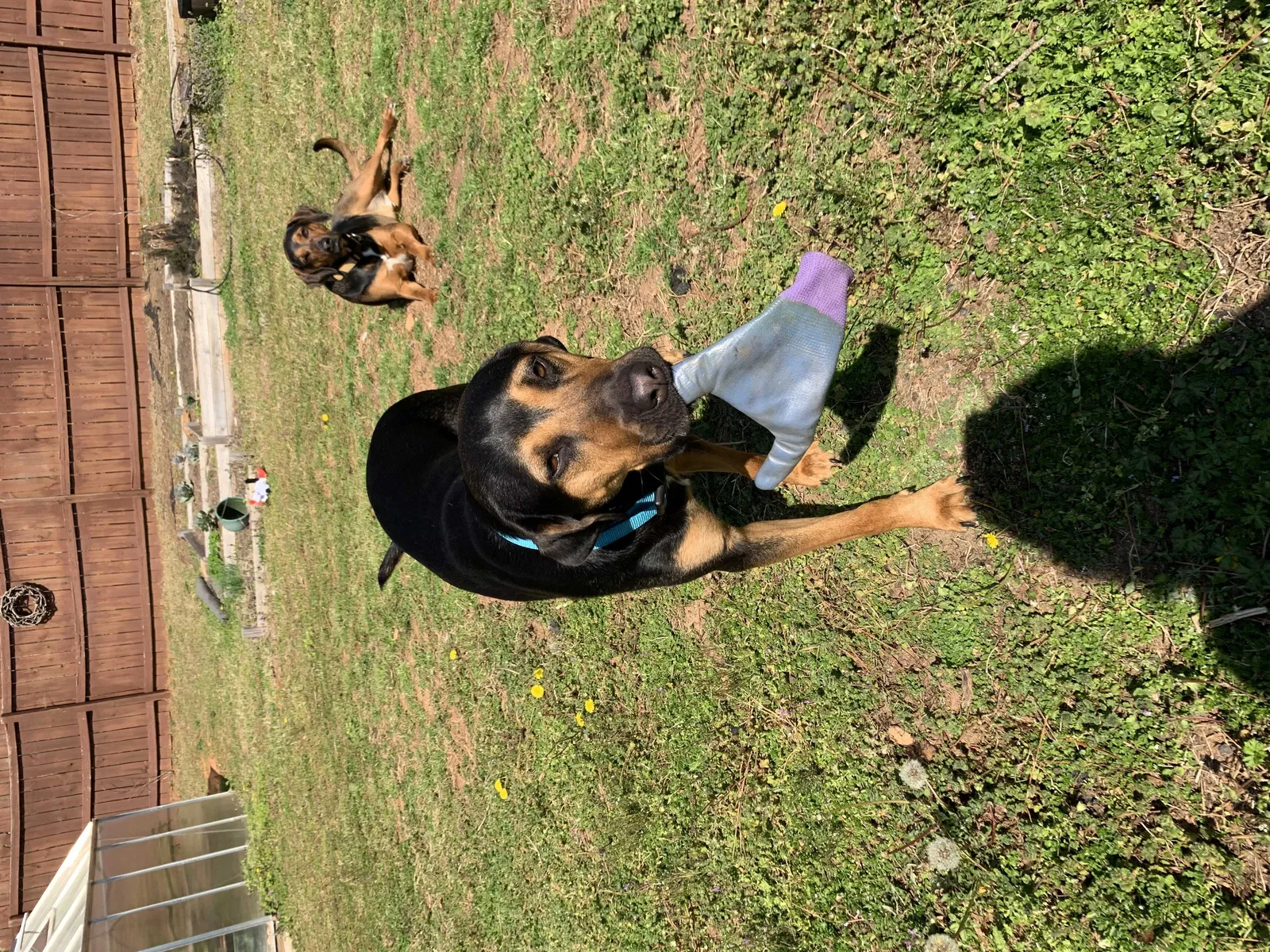 Lost dog in Lawrenceville, GA, 30045