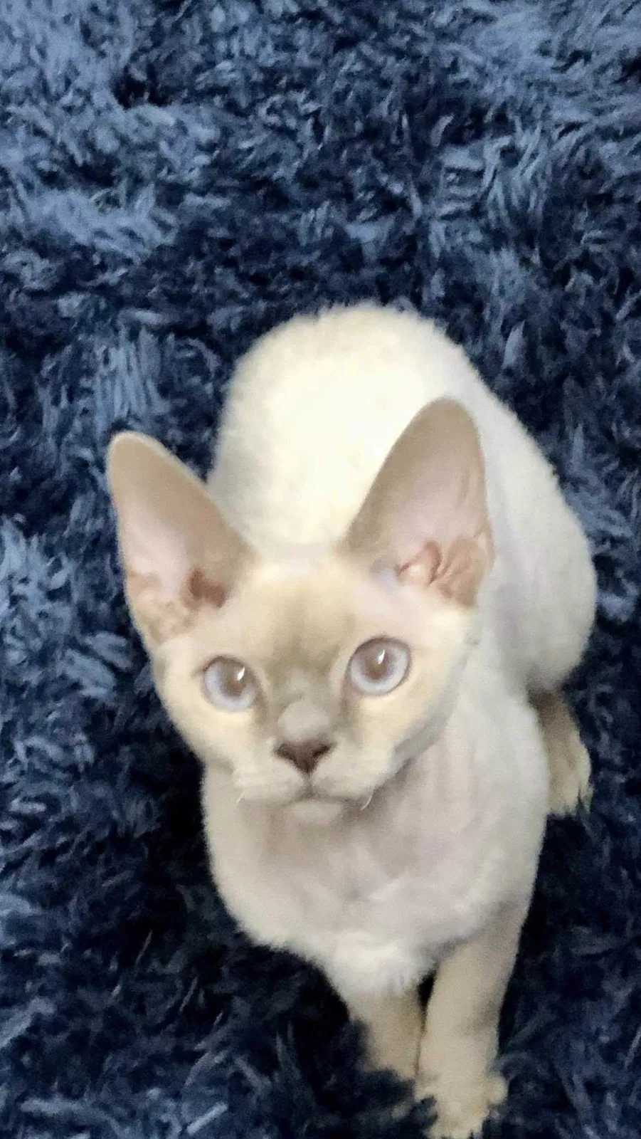 Lost cat in Live Oak, FL, 32060