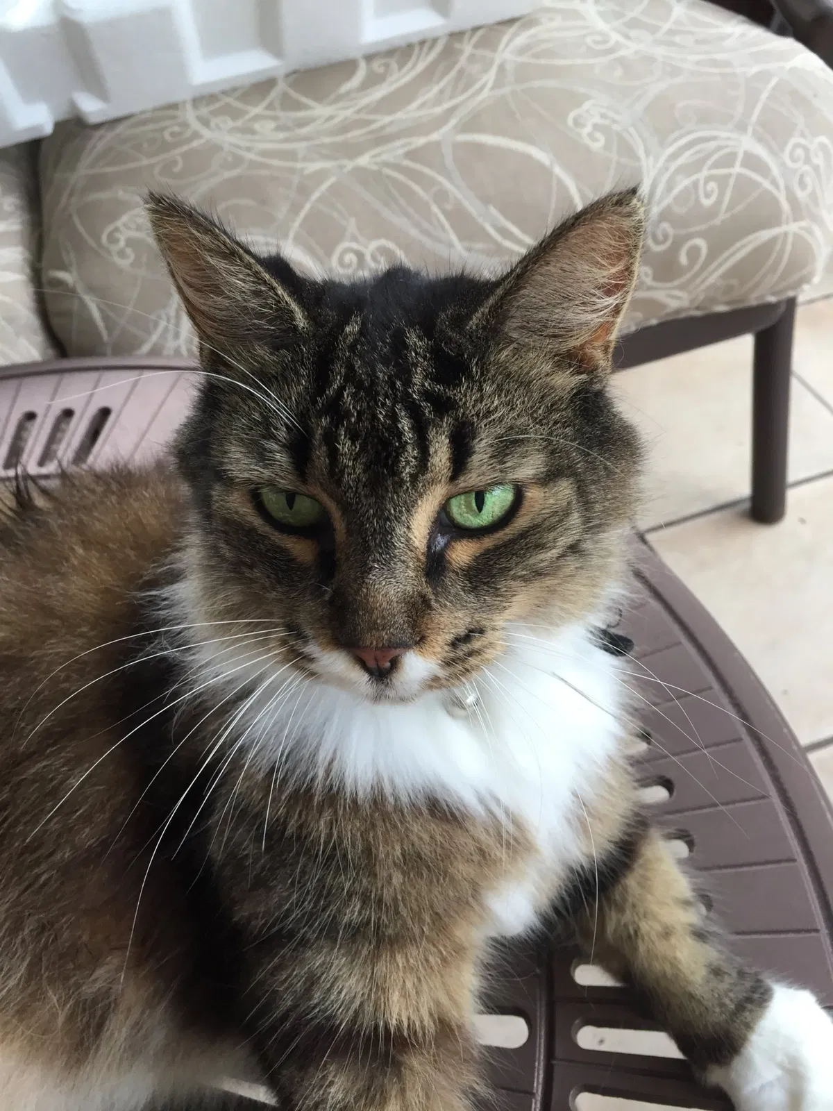 Lost cat in Tampa, FL, 33609