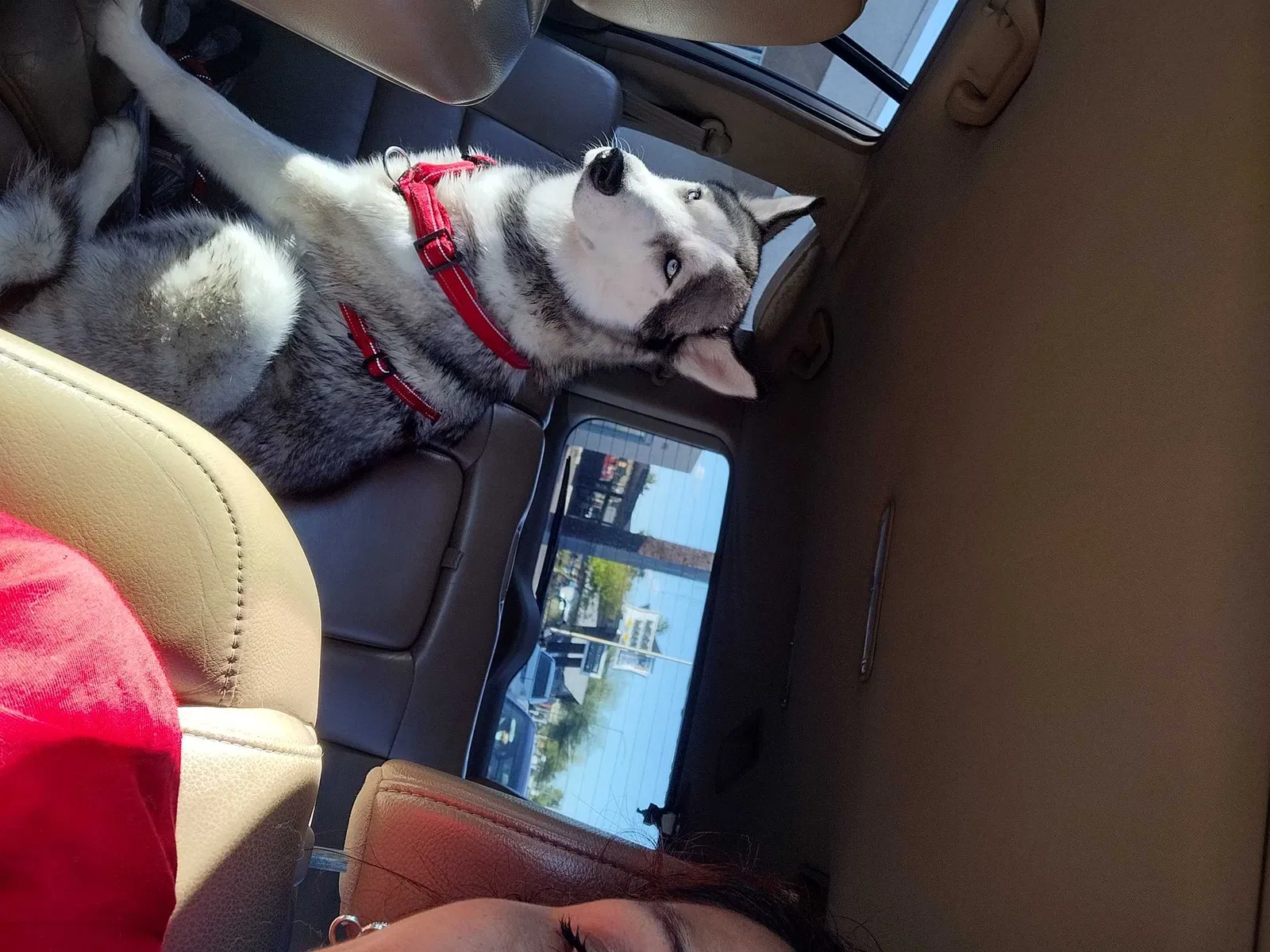 Lost dog in Glendale, AZ, 85301