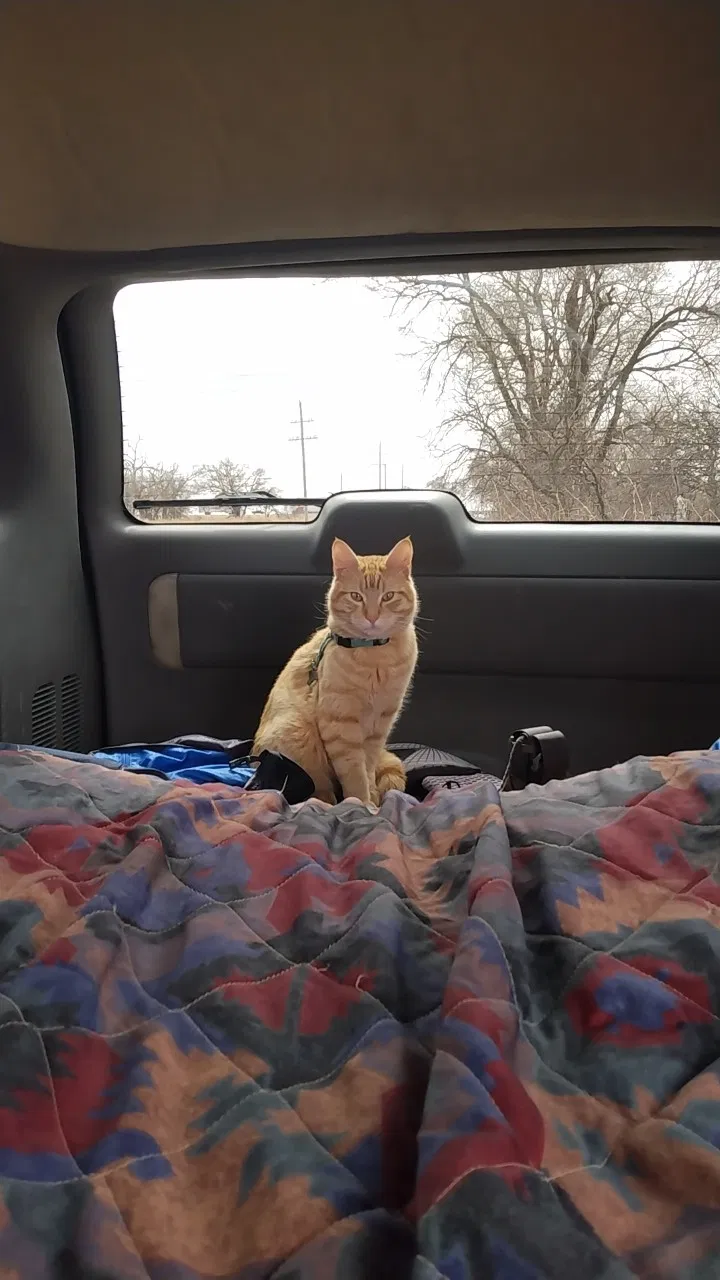 Lost cat in Albuquerque, NM, 87110