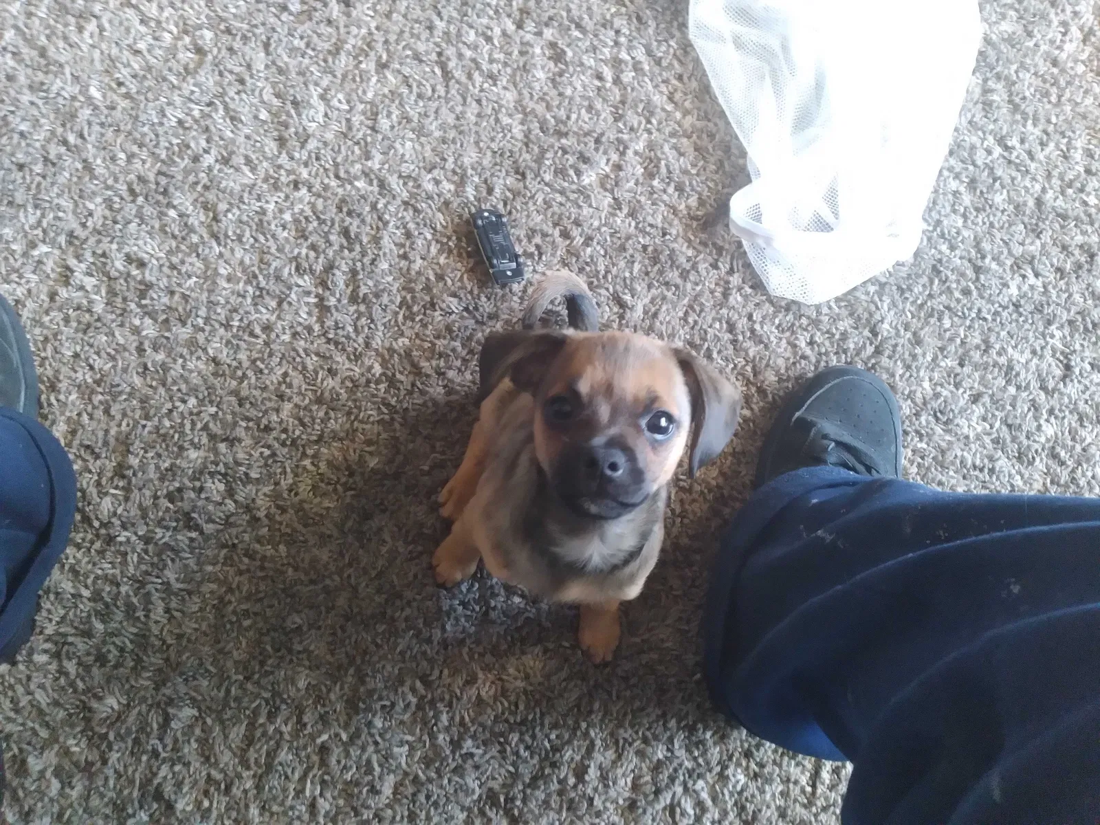 Lost dog in Dallas, TX, 75227