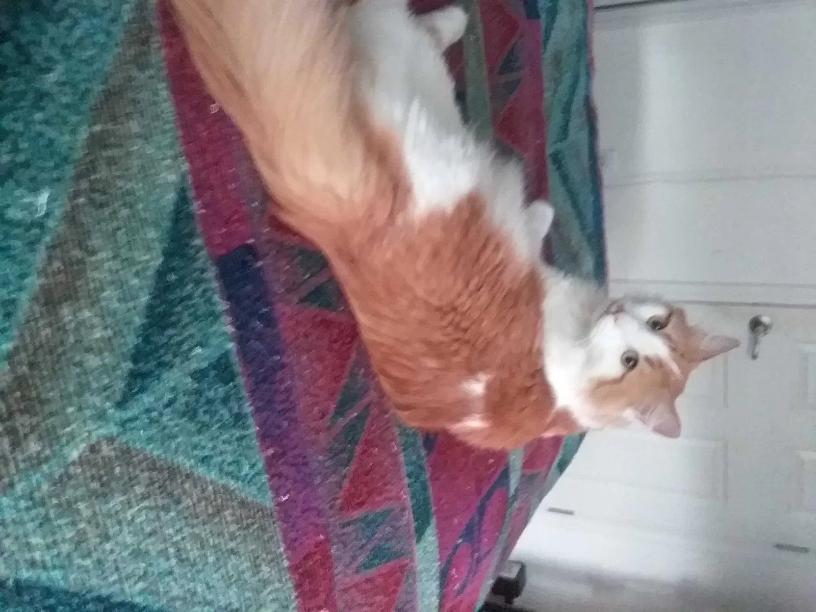 Lost cat in Las Vegas, NV, 89130