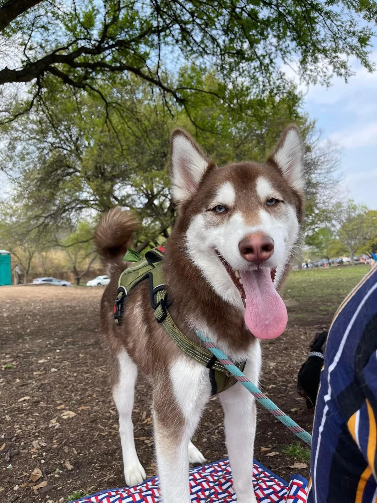 Lost dog in Austin, TX, 78723