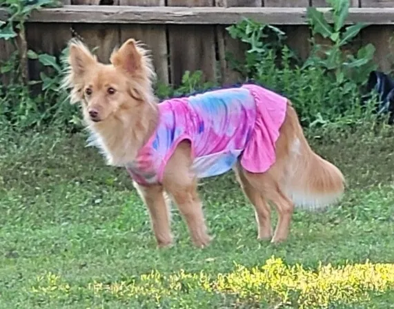 Lost dog in Oklahoma City, OK, 73159