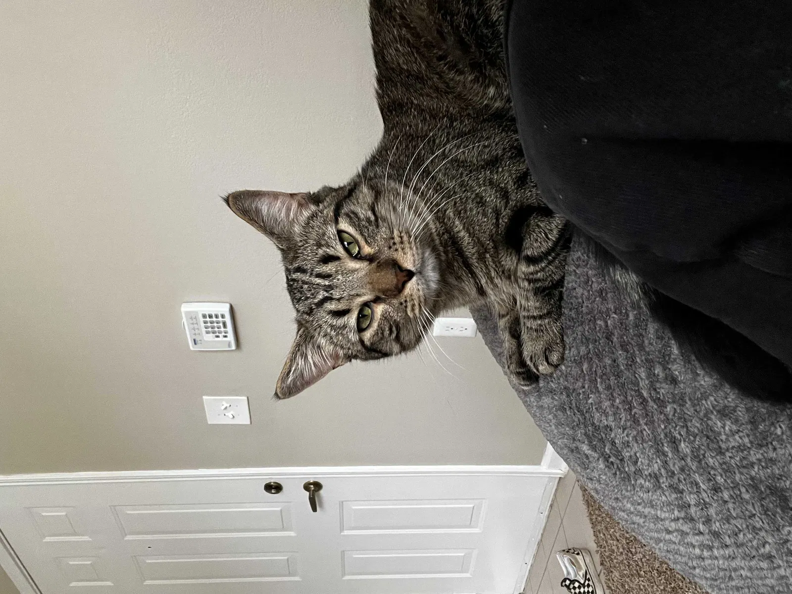 Lost cat in Clarksville, TN, 37043