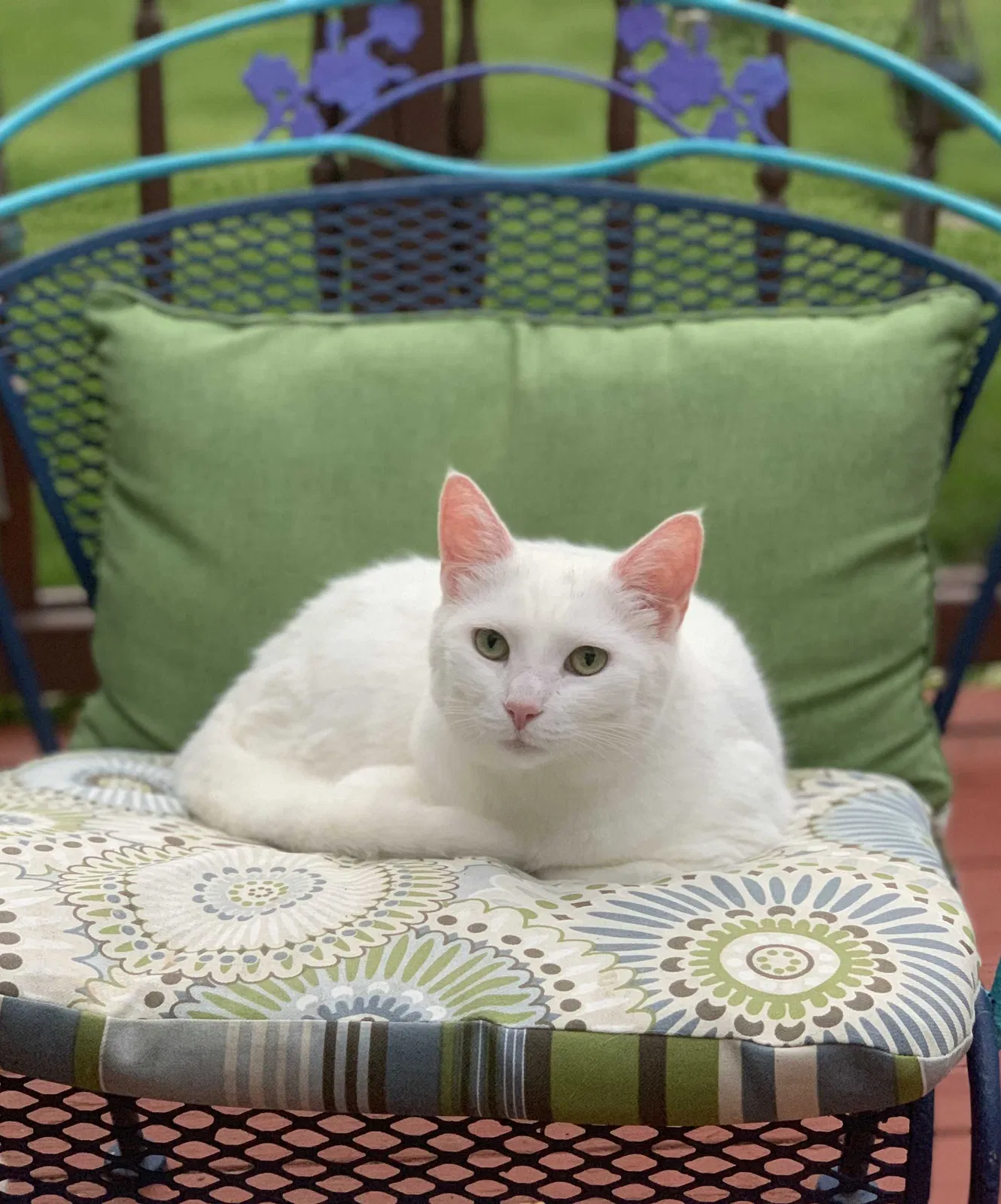 Lost cat in Canal Winchester, OH, 43110