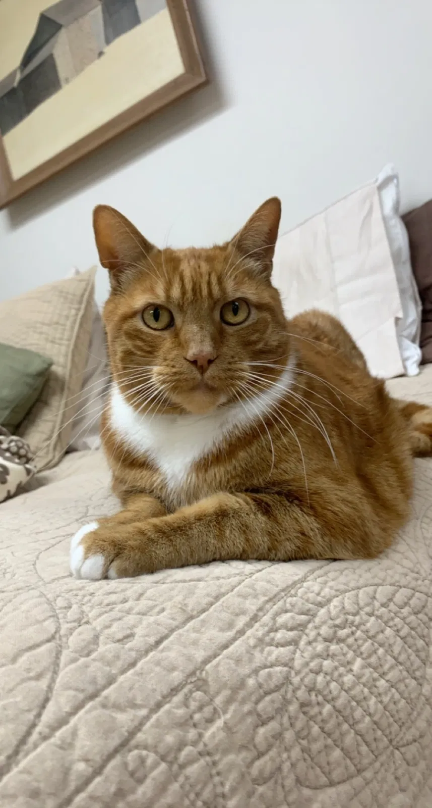 Lost cat in Downingtown, PA, 19335