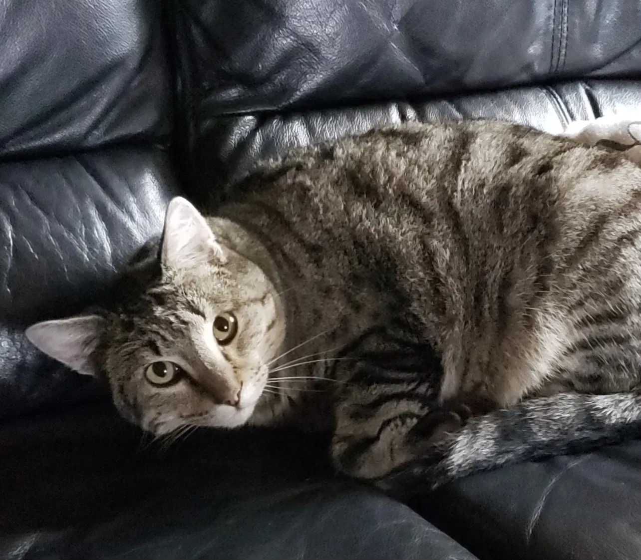 Lost cat in Livermore, CA, 94551