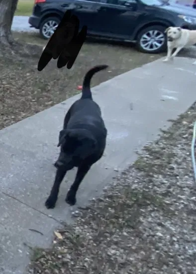 Lost dog in Odessa, MO, 64076