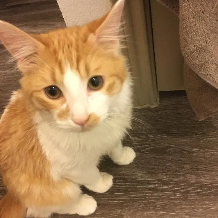 Lost cat in Laredo, TX, 78041