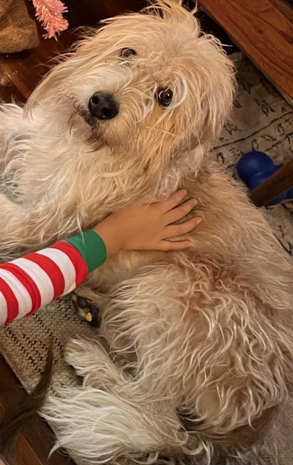 Lost dog in Los Angeles, CA, 90032