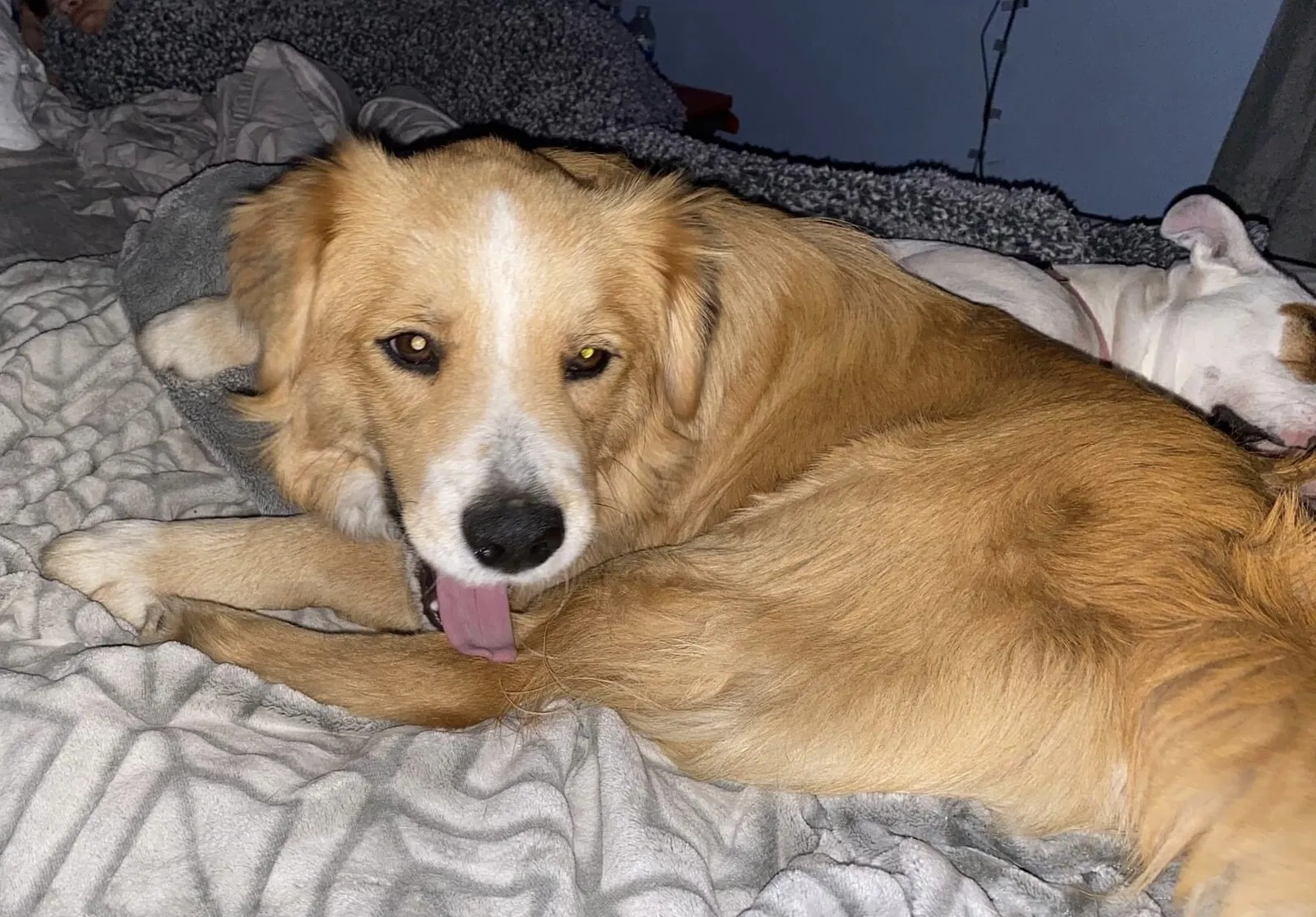 Lost dog in Oneonta, AL, 35121