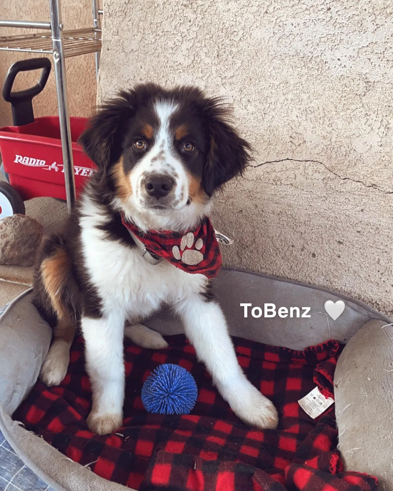 Lost dog in Bosque Farms, NM, 87068