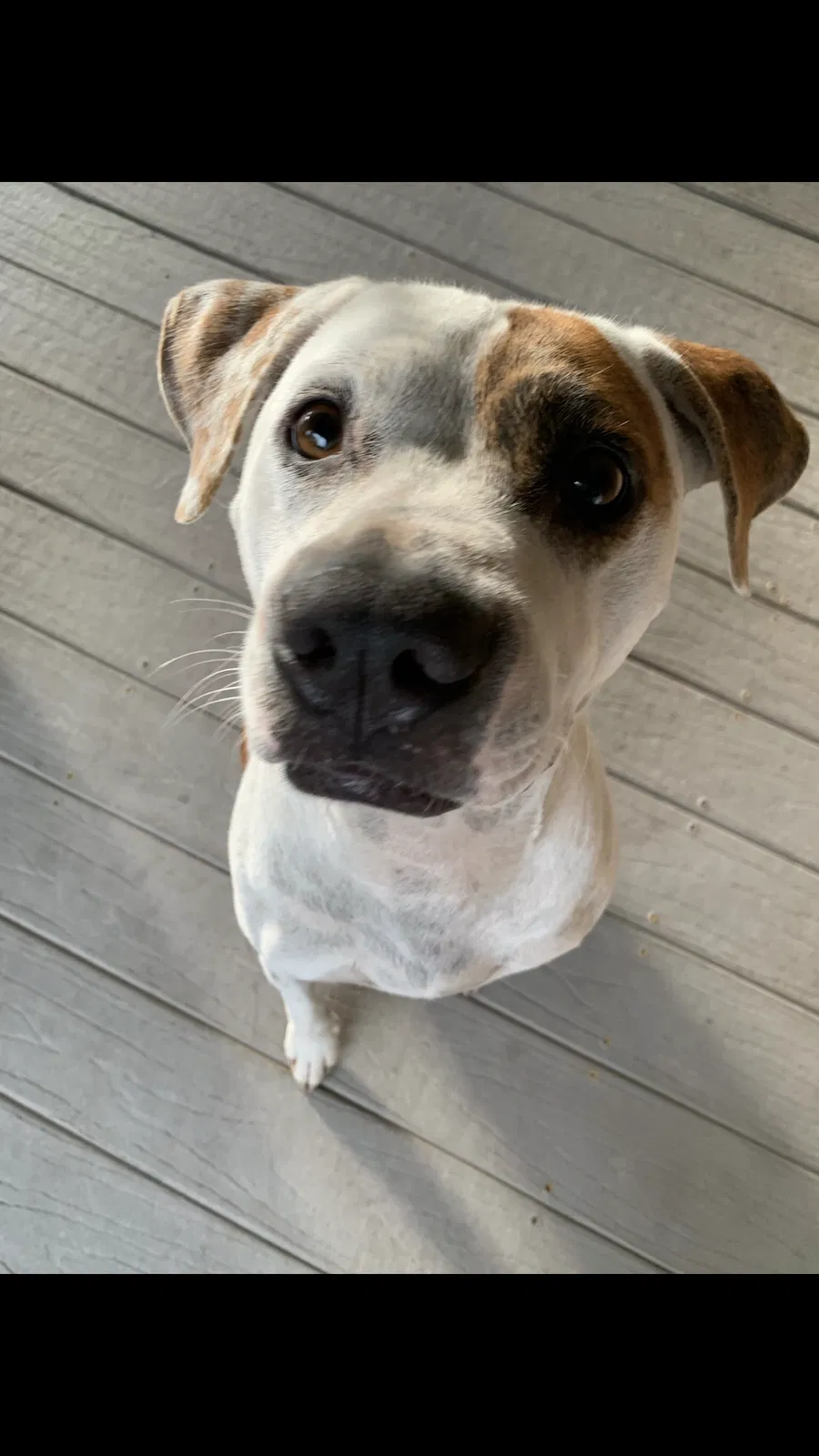 Lost dog in West Columbia, SC, 29170