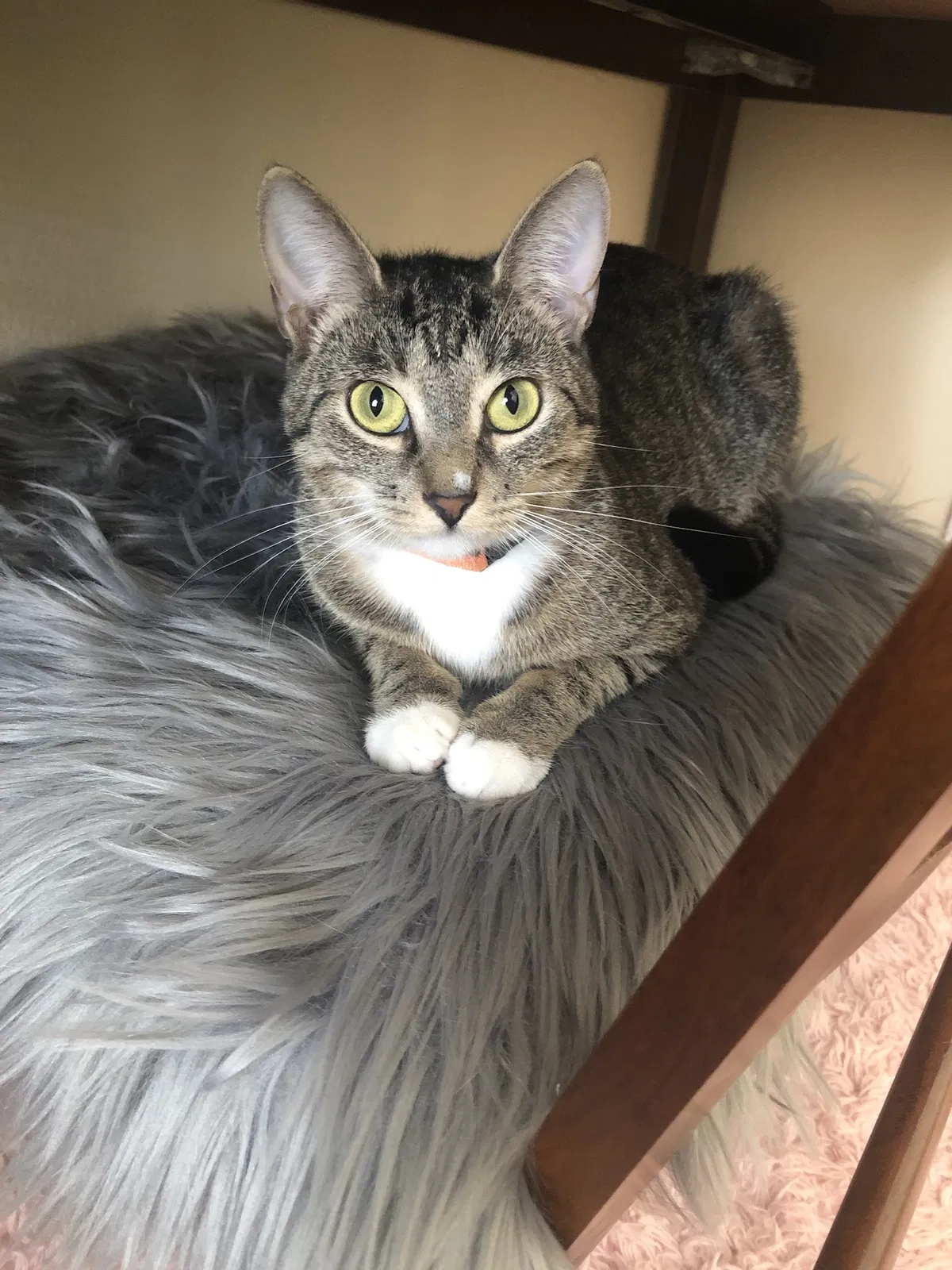 Lost cat in Jacksonville, FL, 32256