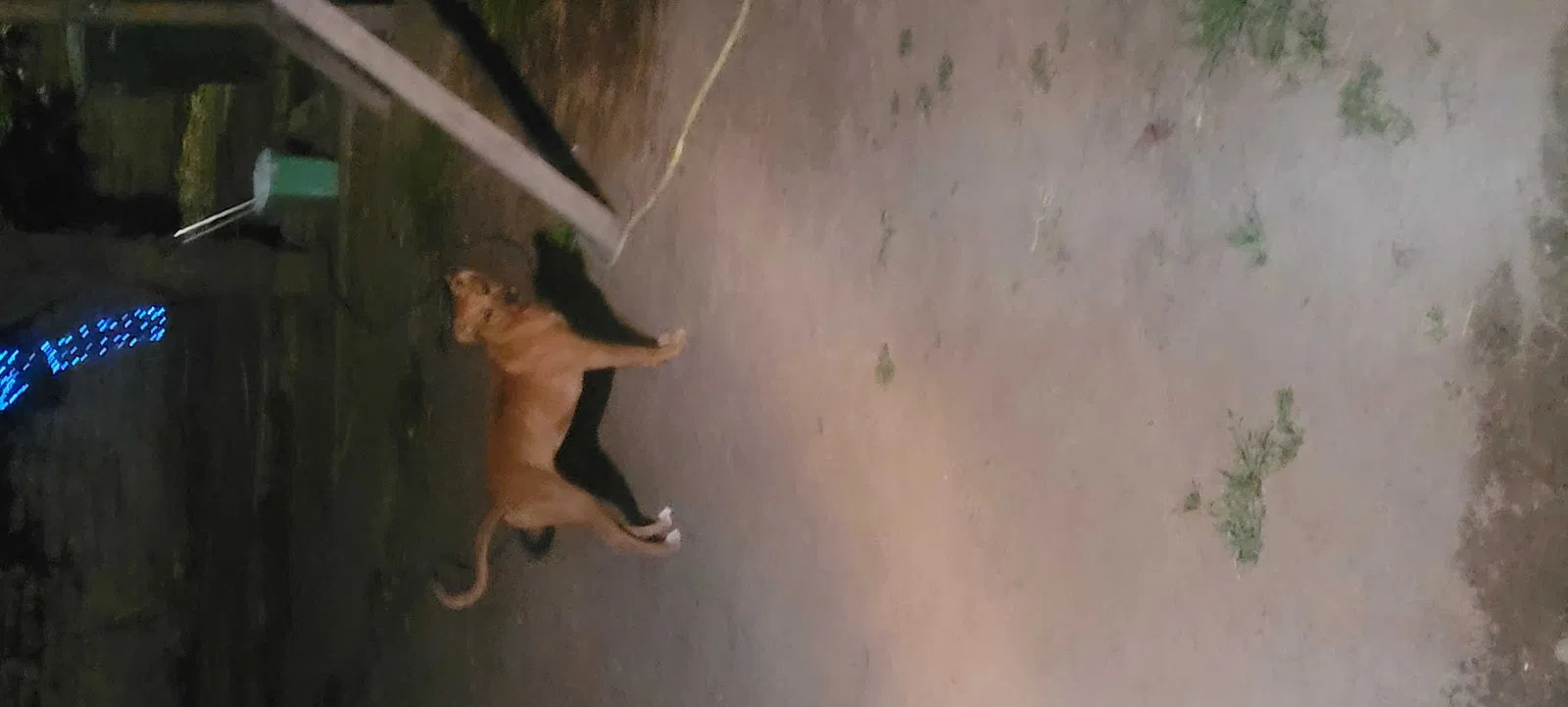 Lost dog in Fresno, CA, 93701